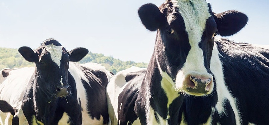 Gasóleo para agro
