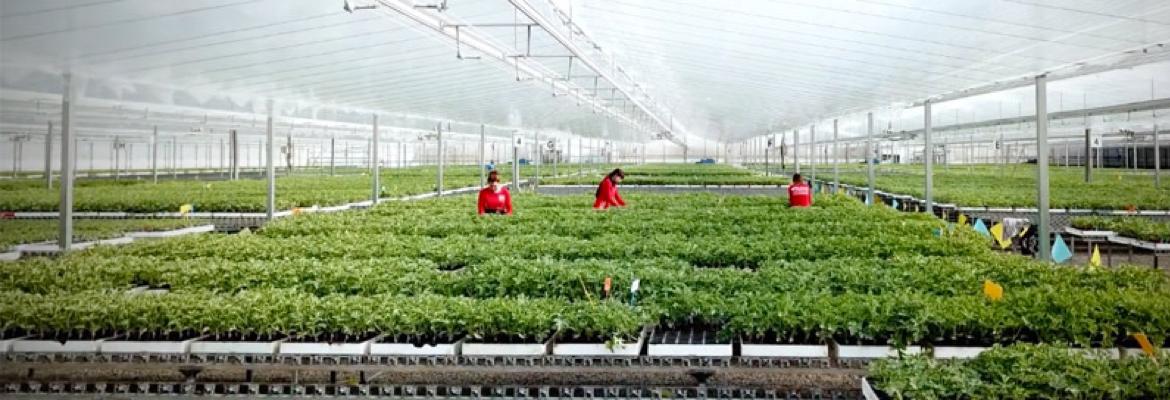 Vista del interior de un invernaderos con personas trabajando