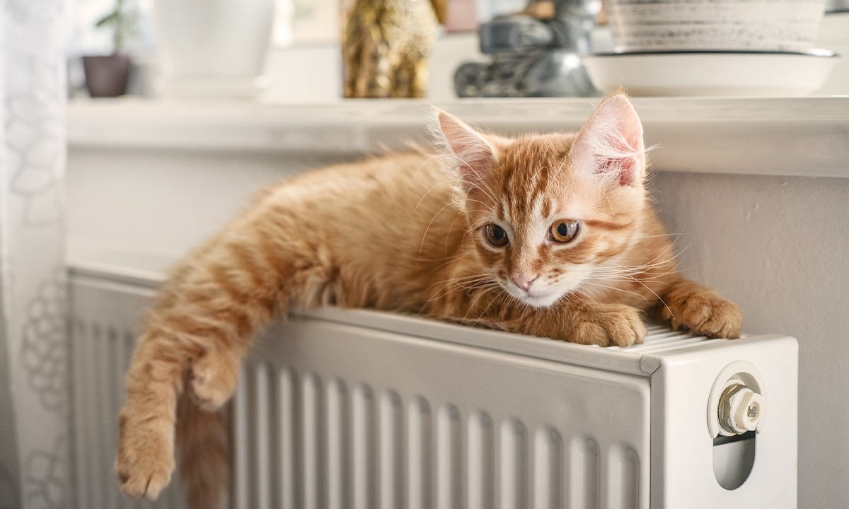 Temperatura en casa para tus mascotas