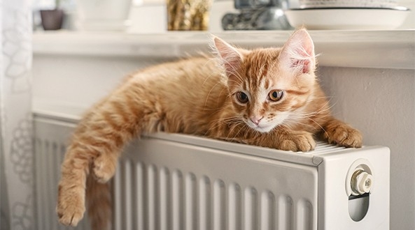 Qué temperatura debe haber en casa si tienes mascotas