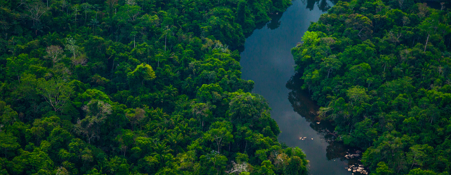 Proyecto de Compensación de Emisiones Madre de Dios 