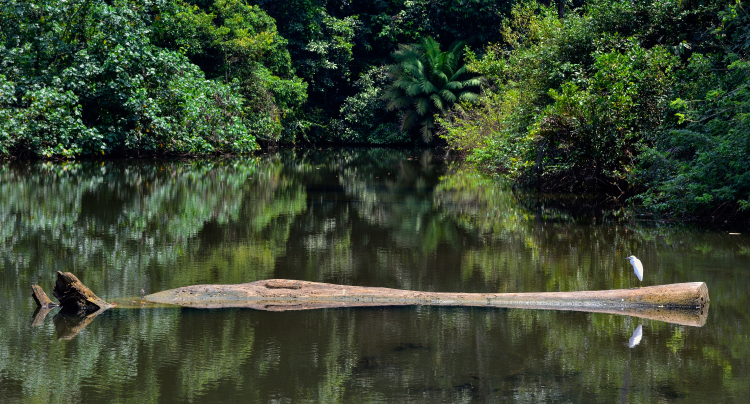 Proyecto Páramos y Bosques