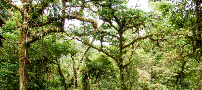 Proyecto Páramos y Bosques