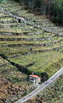 silice viticultores vinos